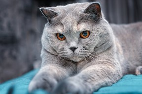 历史预言：经典战役中的战术未来流行趋势，2021战争预言是真的吗