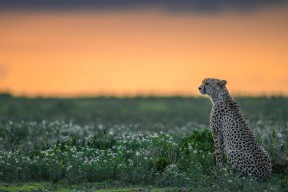 开云官网入口-“球迷投票：你支持的最伟大瞬间是哪一场？”，谁是最伟大的球员